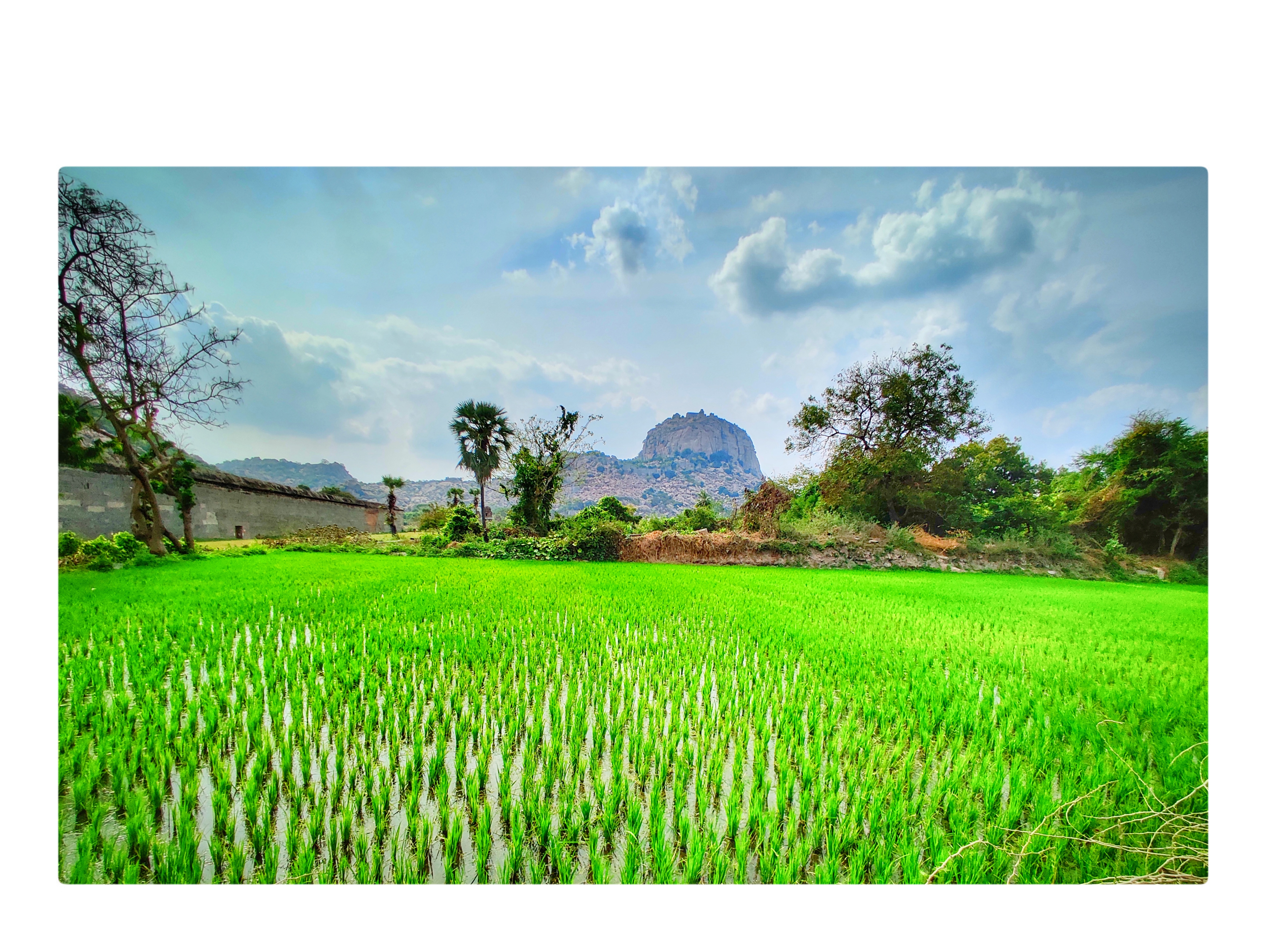 field-view